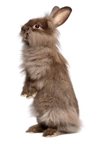 Siamese sable outlet lionhead rabbit