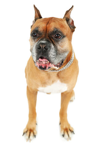 A cute boxer dog with deep brown eyes and cropped ears