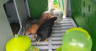 Chicken coop with enclosure
