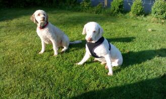 2x laGotto romagnolo in dog school