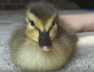 Baby duck