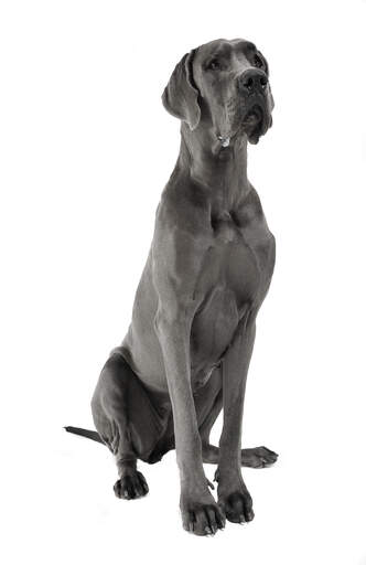 A stern looking charcoal grey great dane sitting neatly