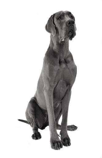 are there miniature great danes