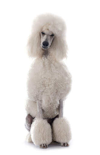 A beautiful, white coated standard poodle sitting very neatly