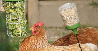 Chicken with Omlet Caddi chicken treat holder and Omlet peck toy
