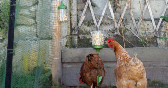 Chickens with peck toy