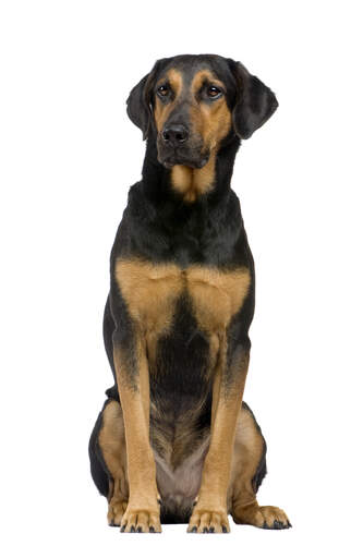 An adult beauceron with a lovely neat coat
