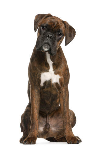 are boxer dogs kid friendly