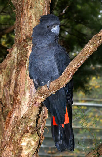 A lovely red tailed black cockatoo perched on a branch