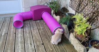 Coffee loves his shelter Zippi!! thank you Omlet!