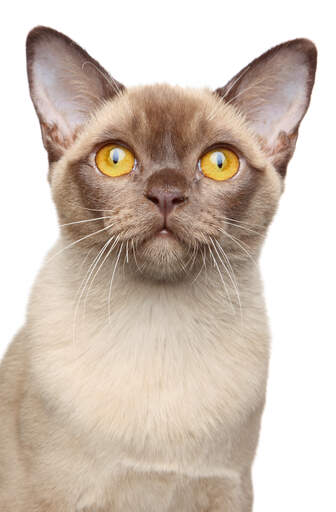 A champagne burmese cat with a brown nose and Golden eyes