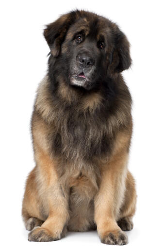 A lovely, mature leonberger sitting neatly, waiting for some attention