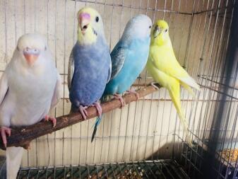 My budgies 