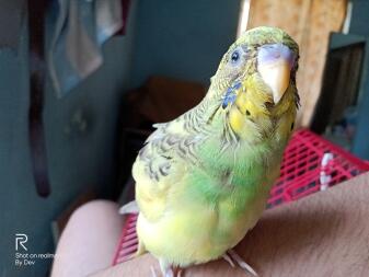 My budgie is started to pluck his feathers