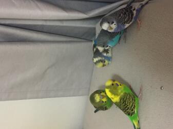 My birds. Endigo ( purple) shark ( rainbow ) ari ( blue) fries ( fancy green ) and pecan ( normal green