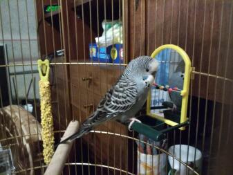 My budgie