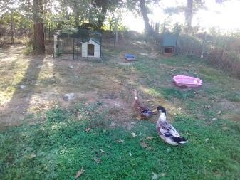 Two ducks on a lawn in a garden with an animal run and a coop