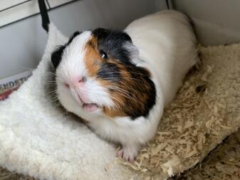 White black and brown guinea pig on a fluffy mat with sawdust