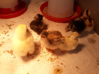 Chicks