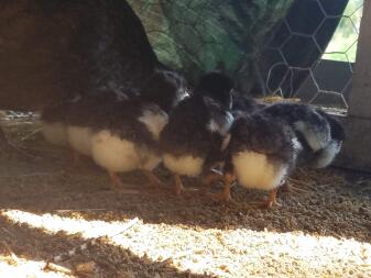 Lots baby ducks in the run.