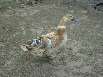 Duck in dirt