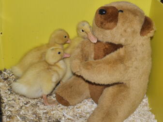 These ducks hatched the same time as Princess Charlotte was born, Hence 1 of the Ducks is called Princess Charlotte and the Drake Prince George