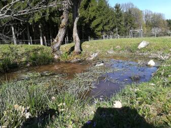 Running ducks in pond