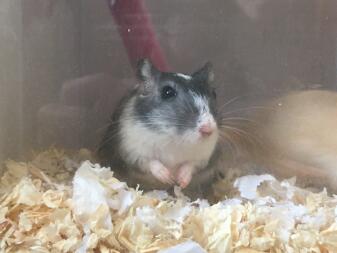 Gerbil