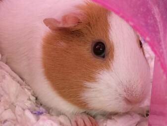 My guinea pig hiding in her apparently very comfy bedding