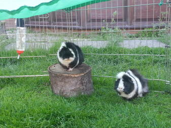 Malibu and coke my guinea pigs! :-)