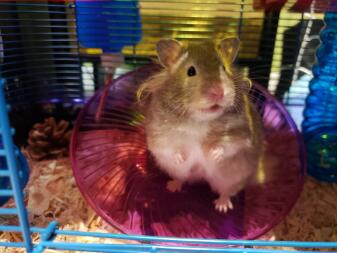 A hamster enjoring her new saucer.