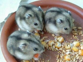 MY HAMSTERS!!!