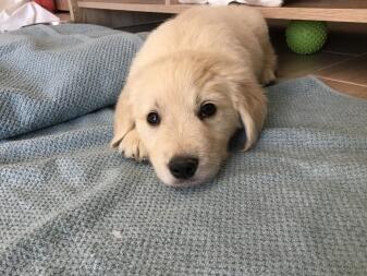 A small Golden puppy lying on a blanket