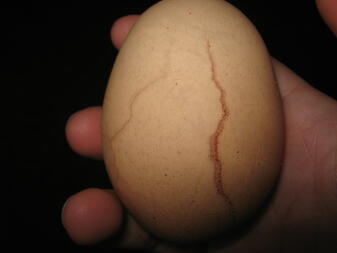 Egg in hand