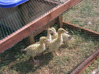 Our ducklings!