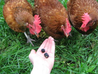 3 hens eyeing up blackberries in hand