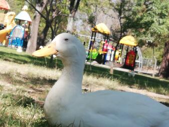 A white duck with a yellow beak in a park