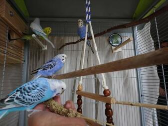 Budgies in aviary