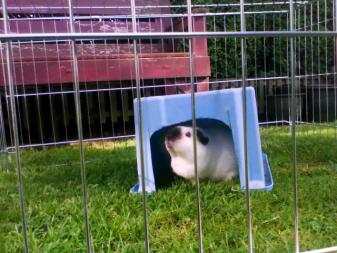 Cute guinea pig in run and a box