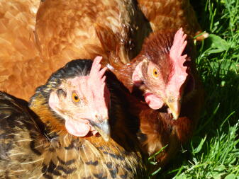 Close up of chickens