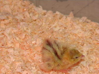 a baby quail