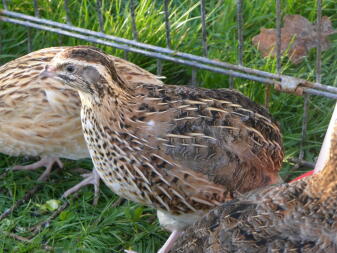 quail