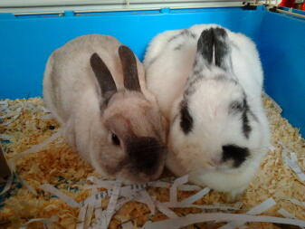 Male and Female happy rabbits