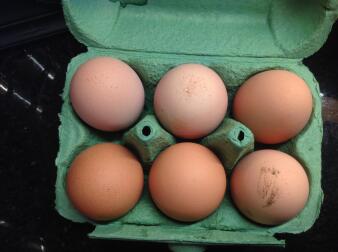 This weeks warren eggs