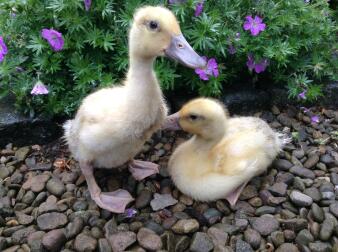 First outing in the garden :)