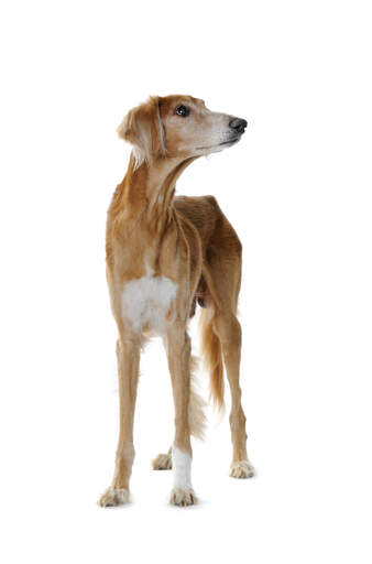 A healthy young adult saluki with a lovely, soft, brown and white coat