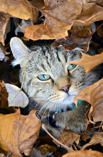 A highlander cat hiding in the leaf litter