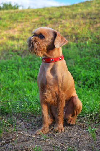 A brussels griffon with a beautifully groomed coat sitting very neatly