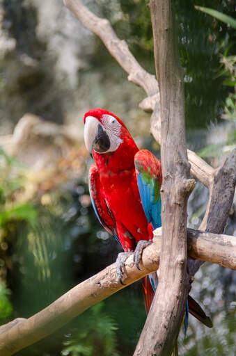 A scarlet macaw's wonderful, scarlet red chest feathers