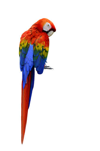 The beautiful colours or a scarlet macaw